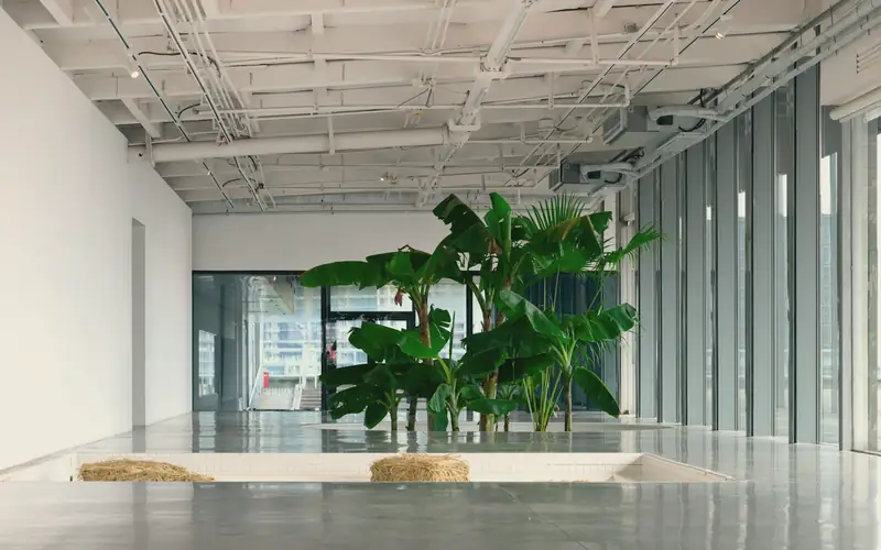Lichte ruimte met planten