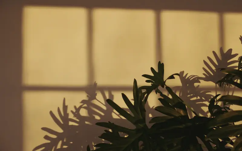 Schaduw van een raam en planten op een muur