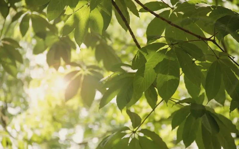 Zonlicht dat door groene bladeren valt