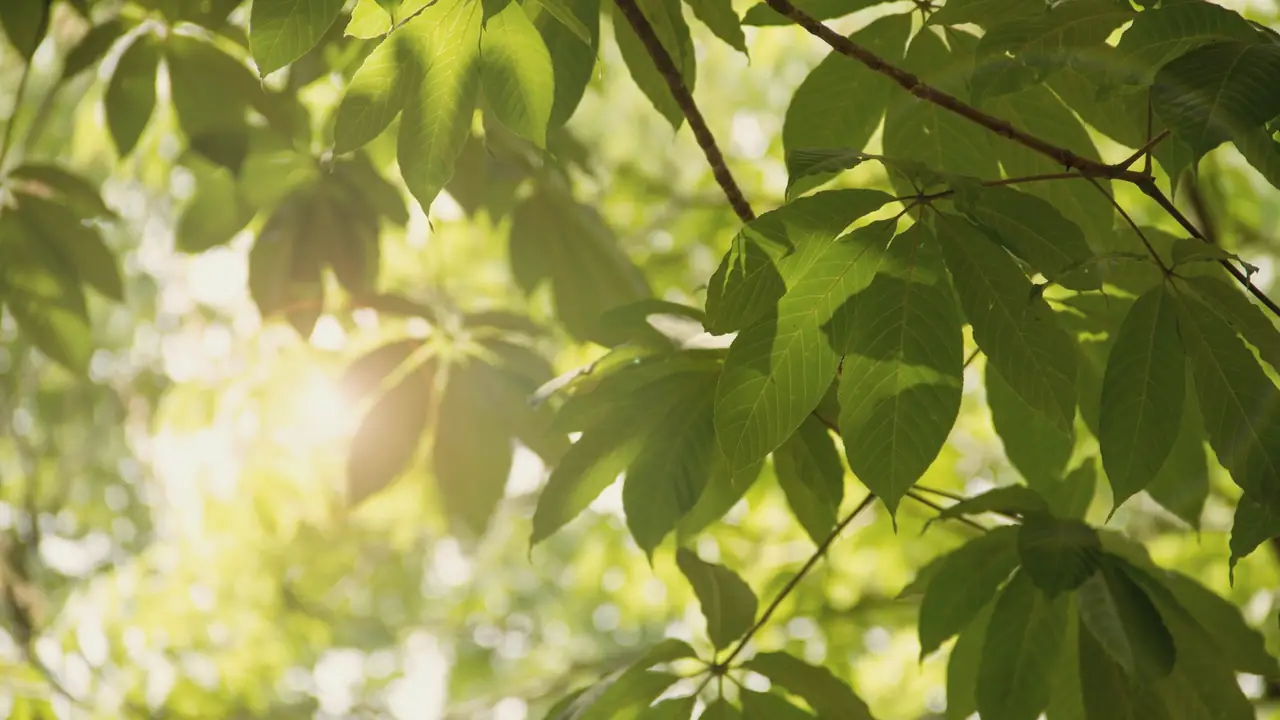 Zonlicht dat door groene bladeren valt