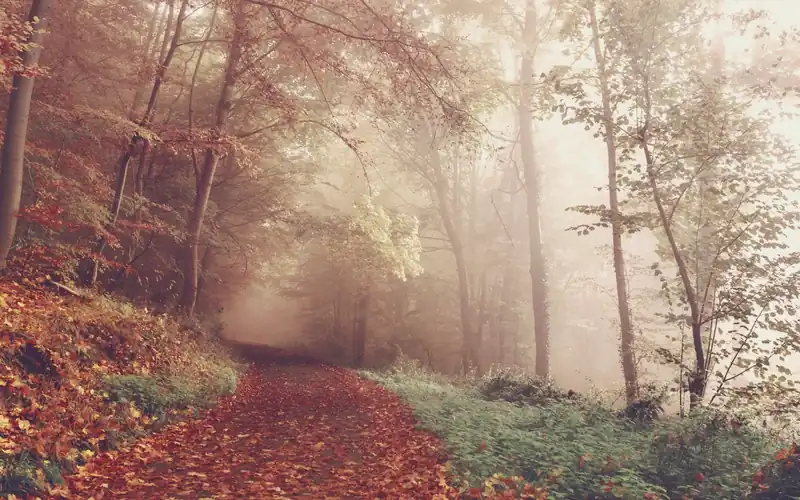 Pad door een herfstbos in de mist