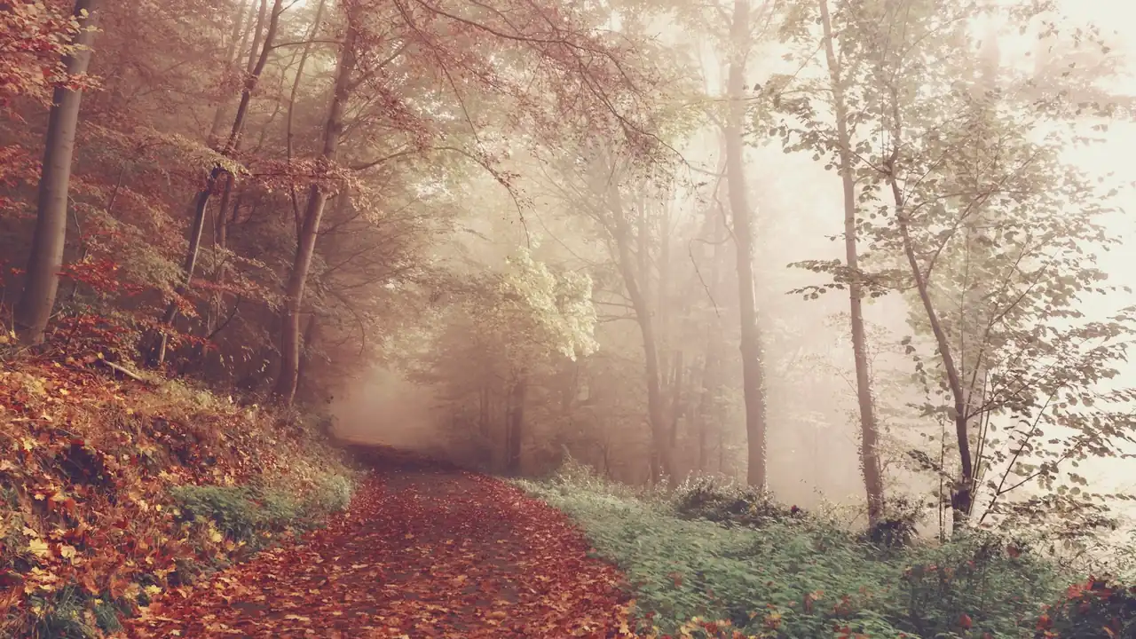 Pad door een herfstbos in de mist
