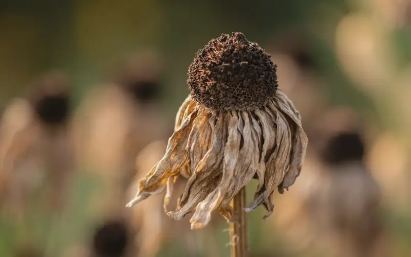 Uitgebloeide bloem